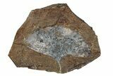 Paleocene Fossil Ginkgo Leaf - Unique Preservation! #270186-1
